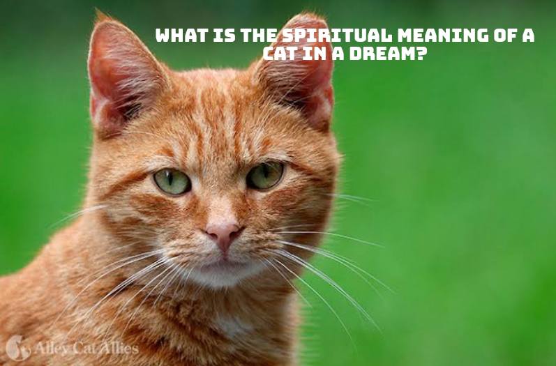 What Is the Spiritual Meaning of a Cat in a Dream?